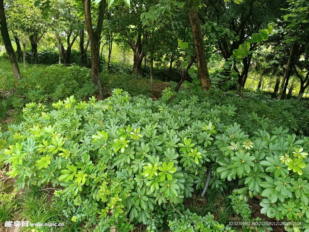 綠意盎然的繁茂樹林景觀