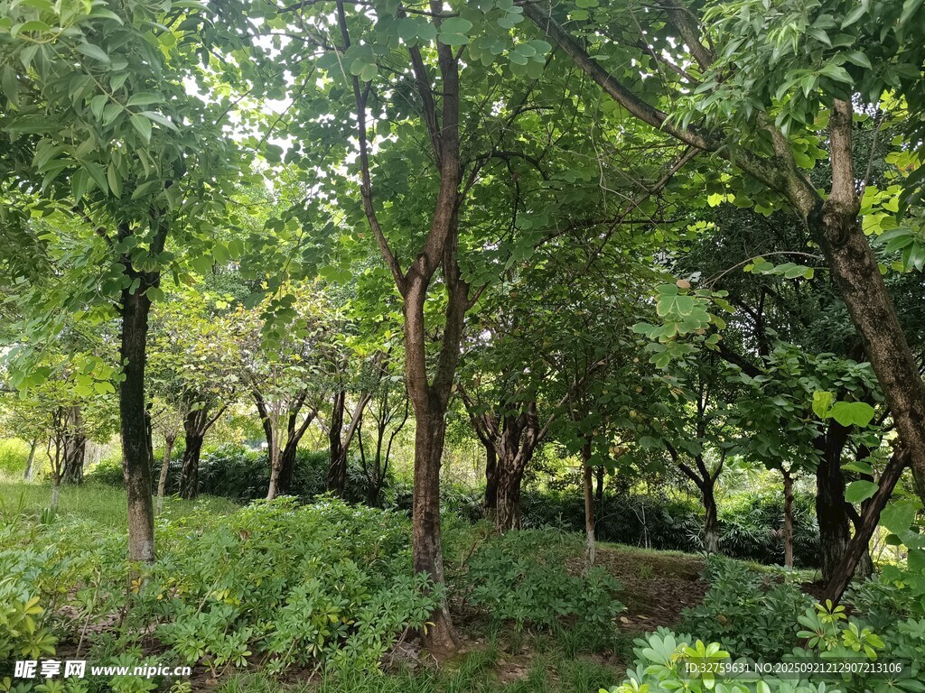 茂密森林綠意盎然