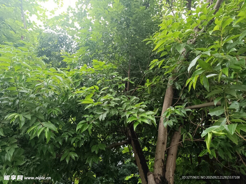 茂密叢林中的繁茂綠植