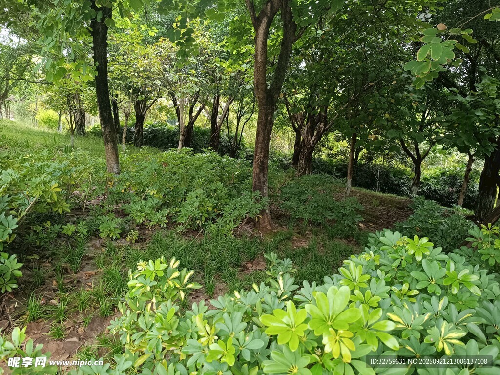 綠意盎然的森林景觀