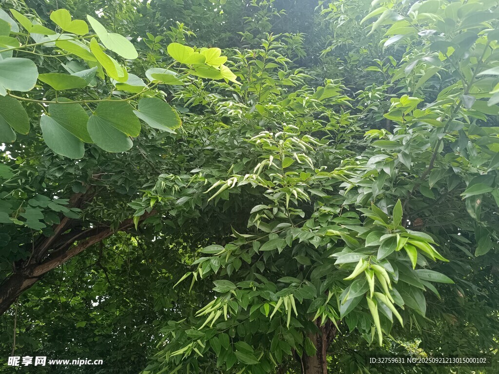 茂密叢林中的繁茂綠植
