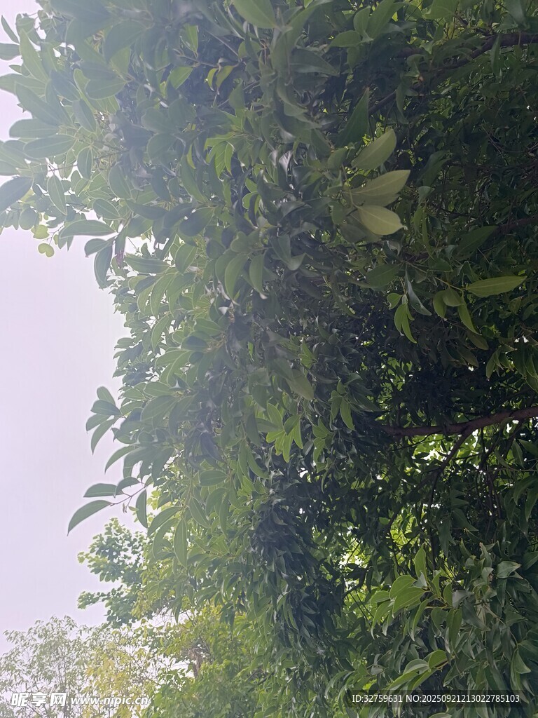 繁茂綠植景觀