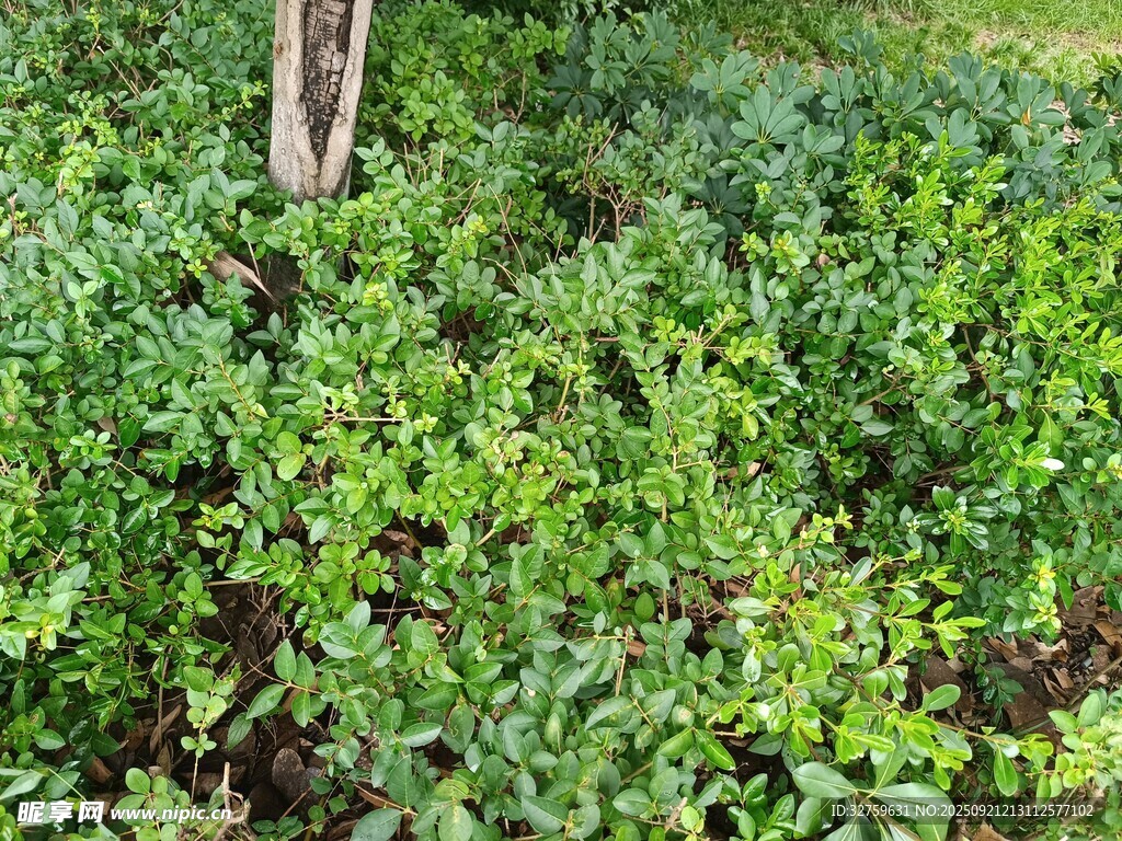 繁茂綠植環(huán)繞的樹木