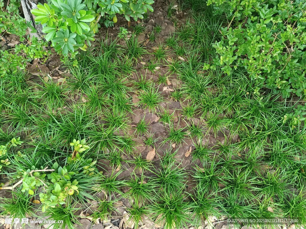 綠意盎然的草地與綠植