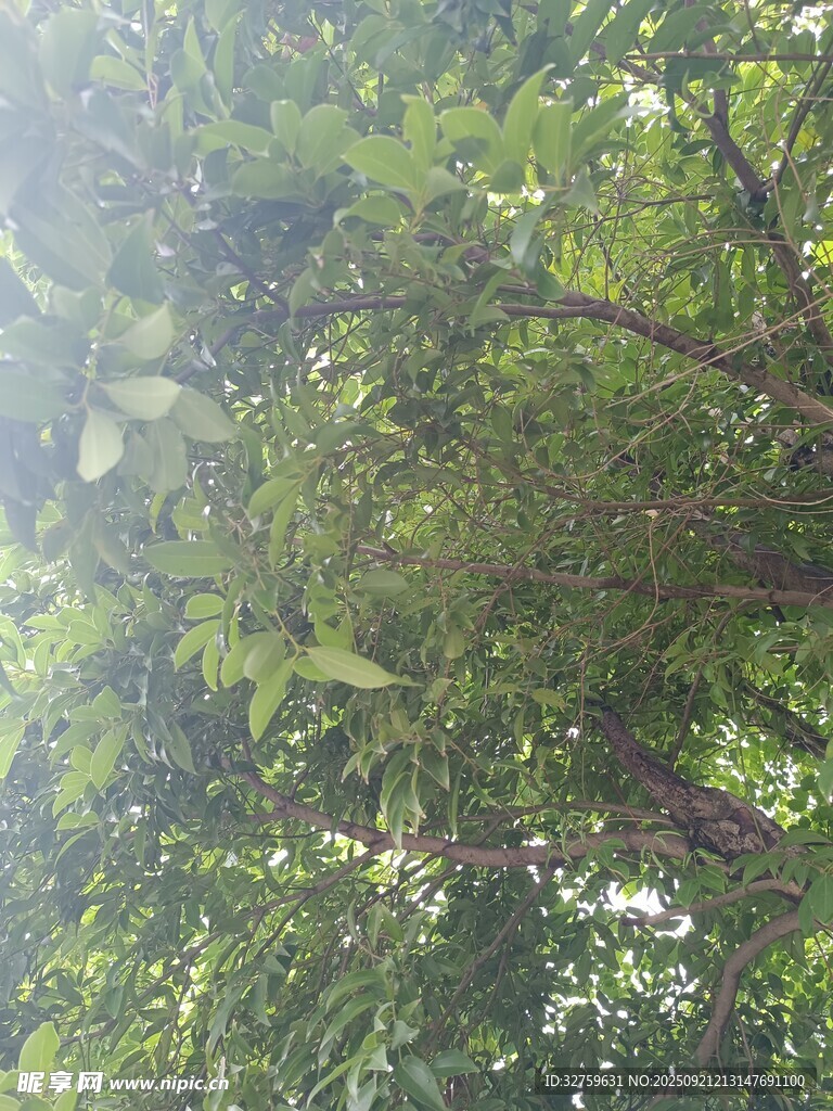 仰視茂密繁茂的綠樹(shù)