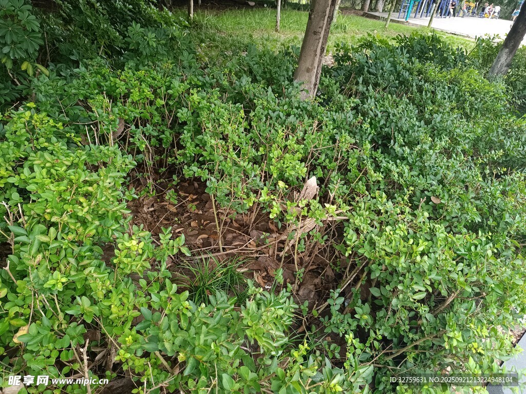 綠意盎然的戶外植物景觀