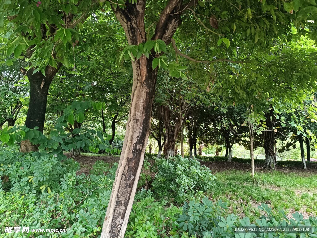林間綠意盎然的樹木景觀