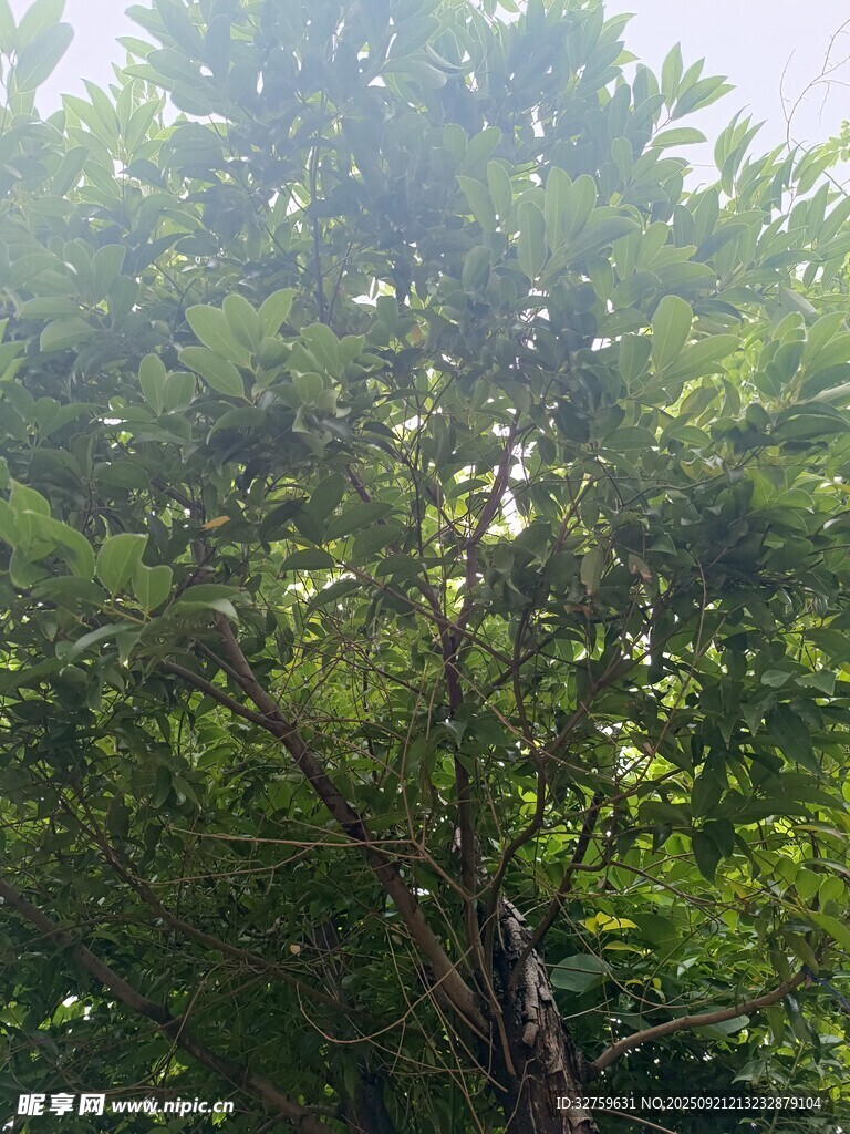 茂密樹林中的蔥郁樹木