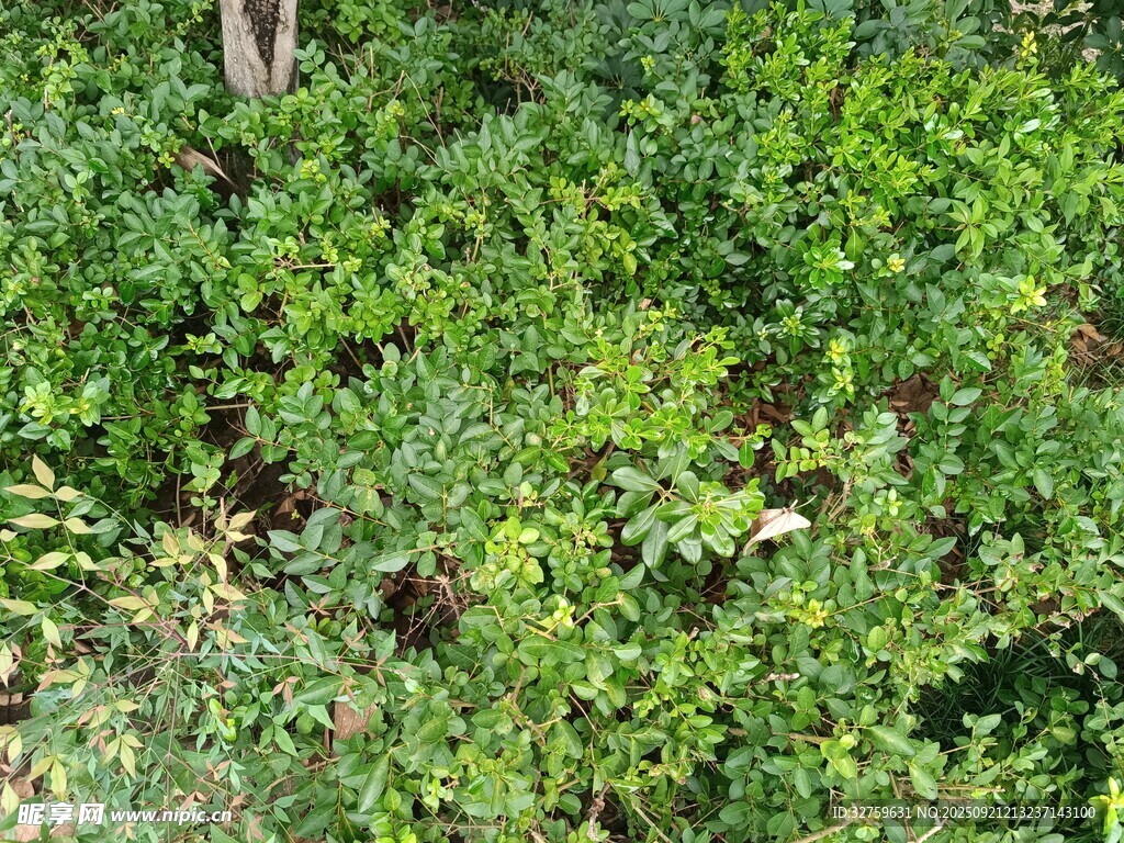 繁茂綠植景觀