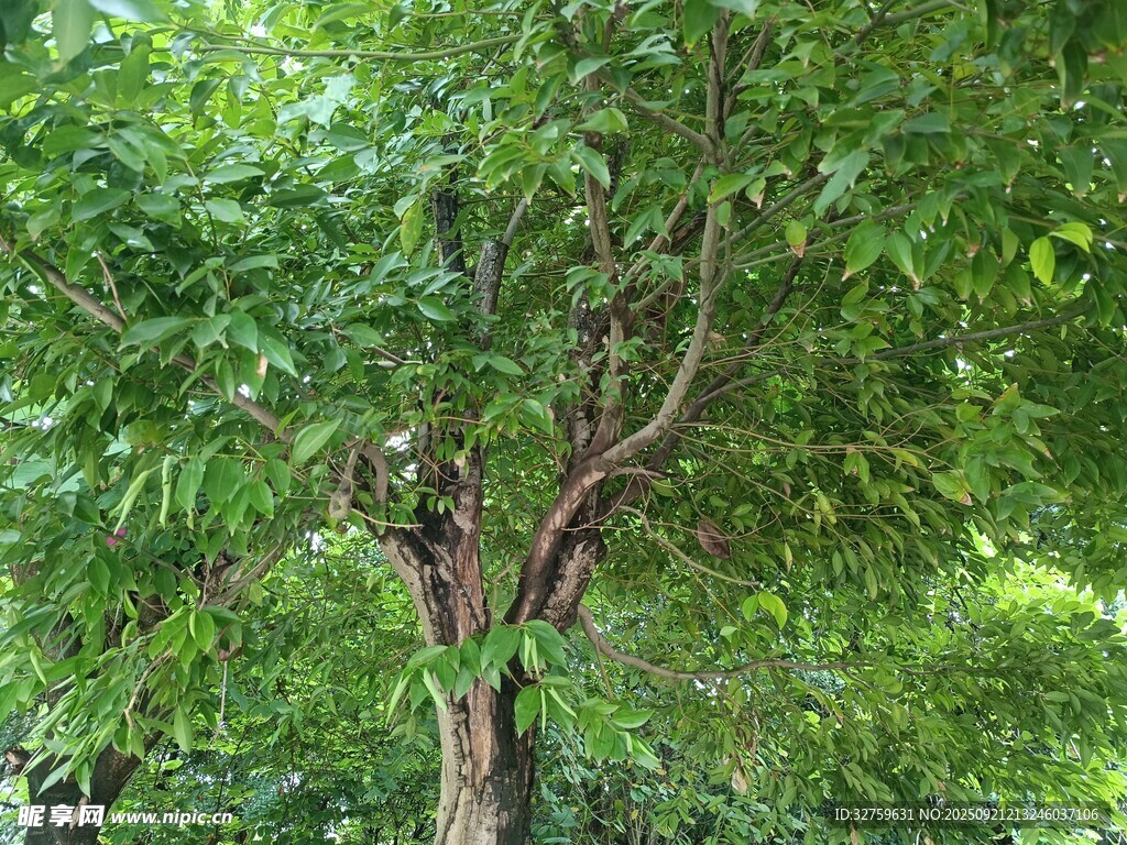 繁茂綠樹(shù)展現(xiàn)自然生機(jī)