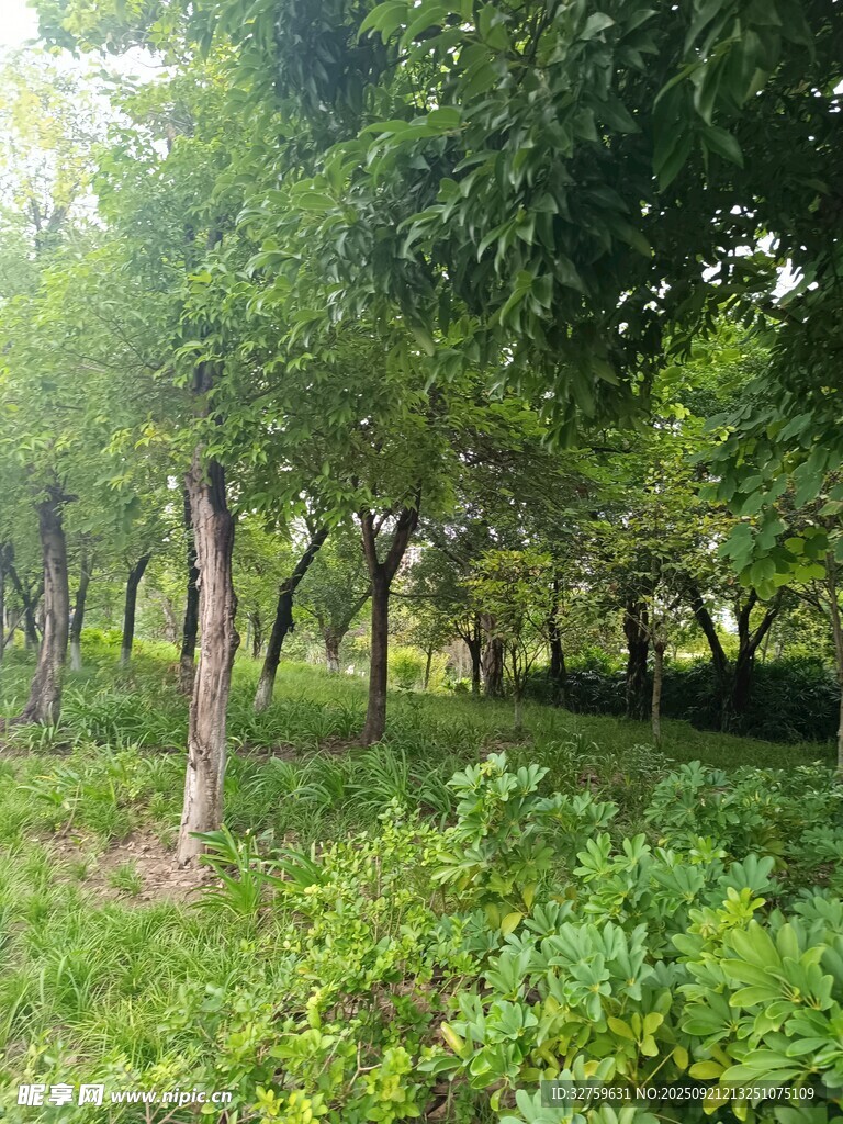 夏日林間綠意盎然