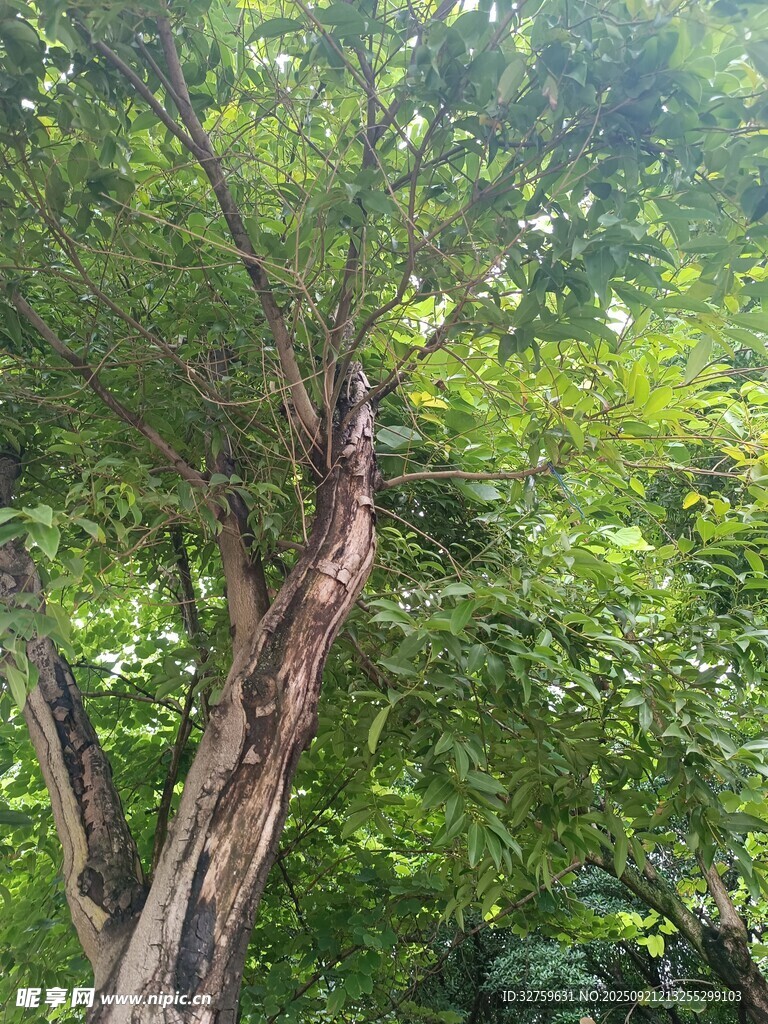 繁茂大樹展現(xiàn)自然生機(jī)