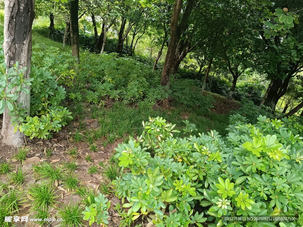 綠意盎然的林間植物景觀