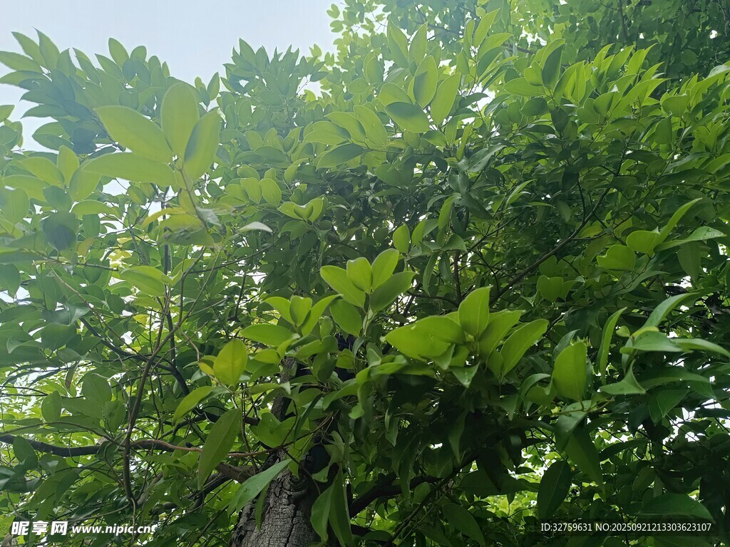 繁茂綠樹展現(xiàn)勃勃生機(jī)