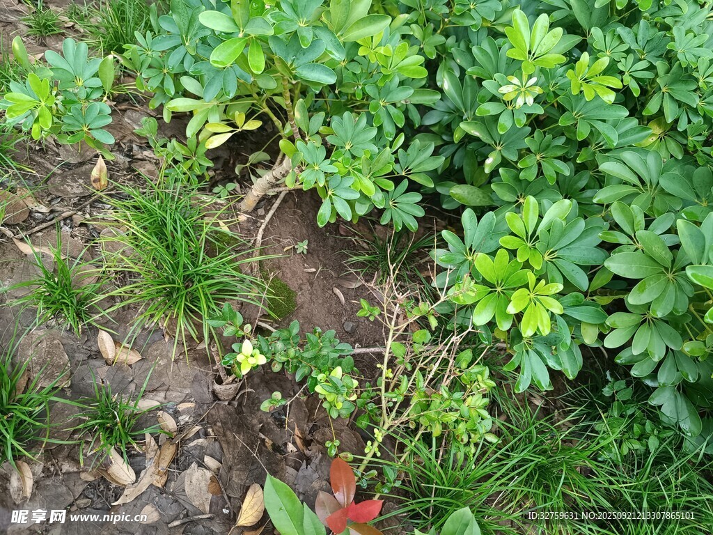 田間嫩綠植物生機盎然