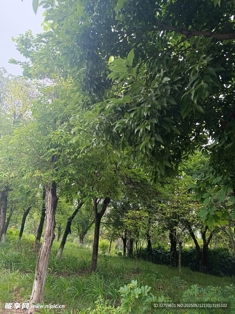 夏日林間綠意盎然