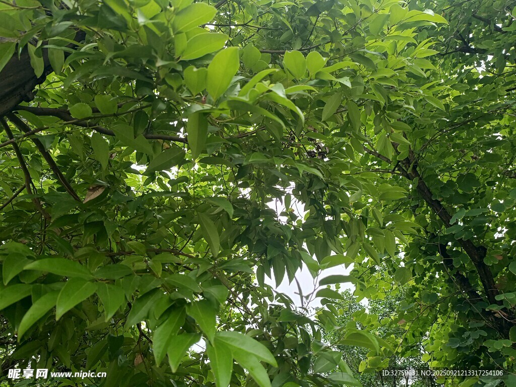 繁茂綠葉間的自然景致