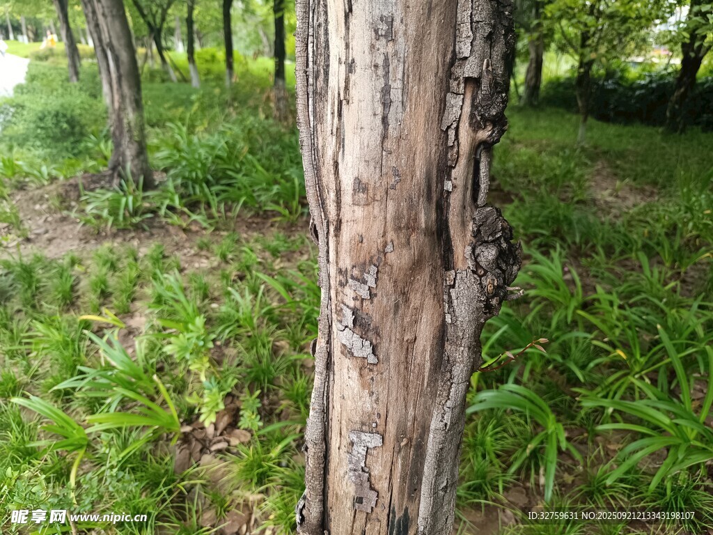 森林中斑駁樹干與綠植
