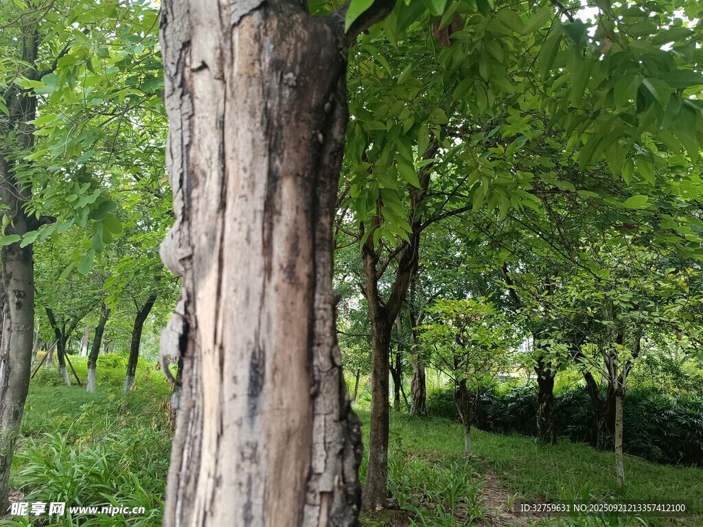 林間粗壯樹干