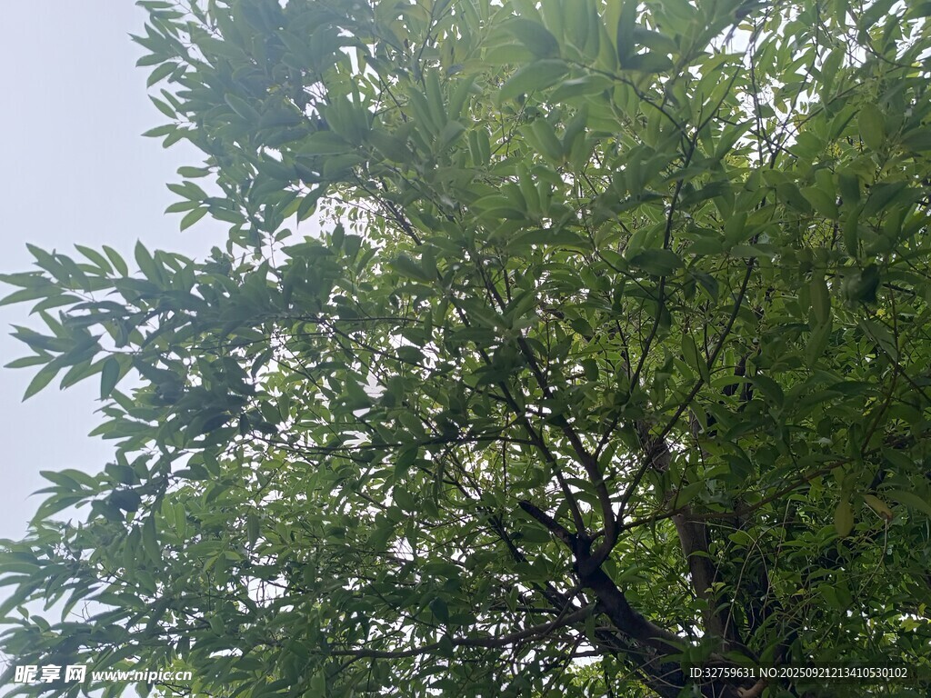 翠綠繁茂的樹梢