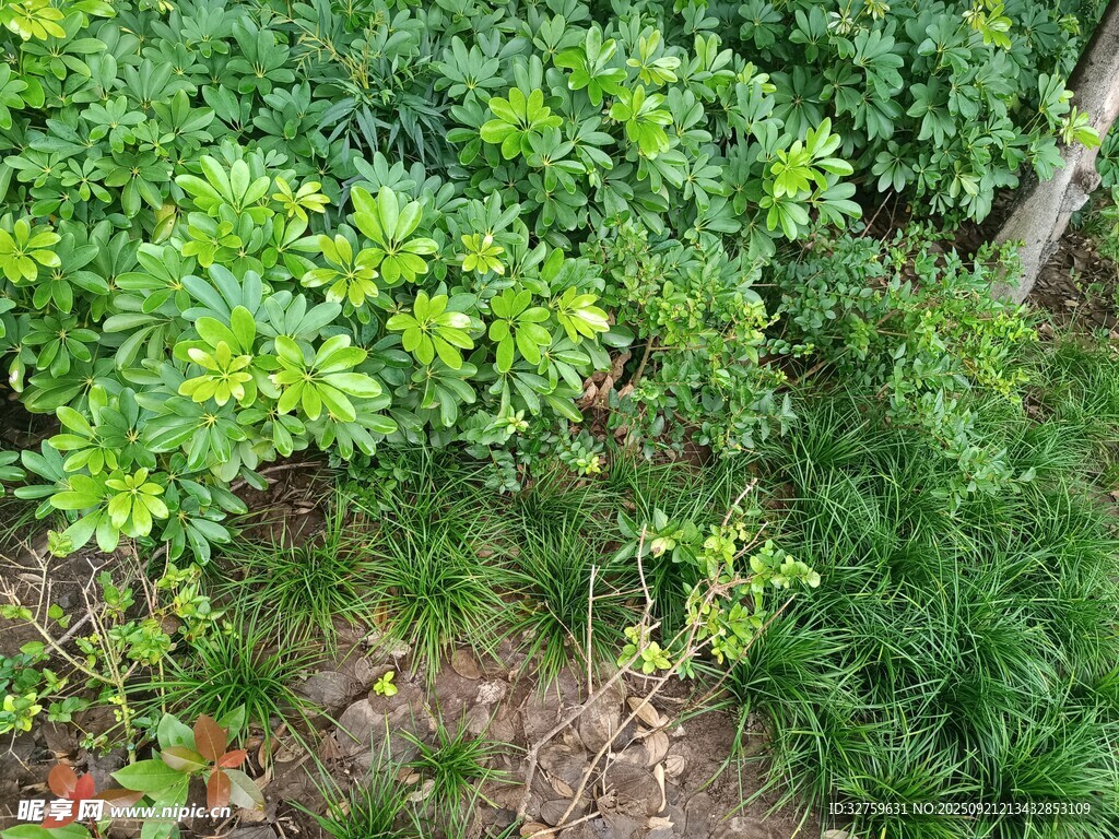 綠意盎然的植物景觀