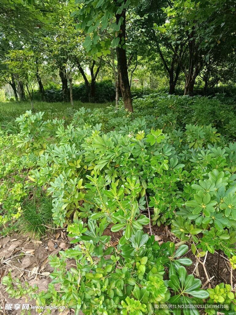 茂密林間綠意盎然的景象