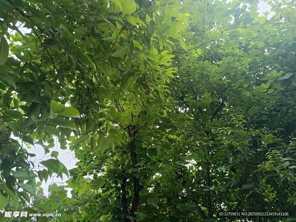 茂密綠蔭下的清新自然
