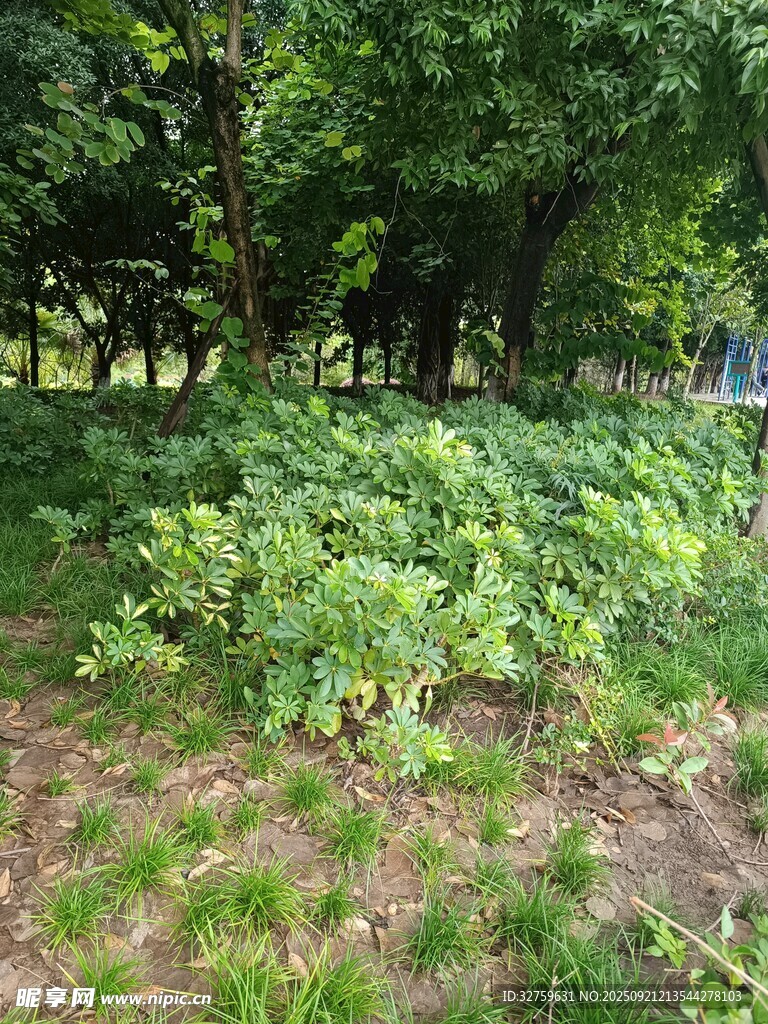 綠意盎然的樹林草地景觀