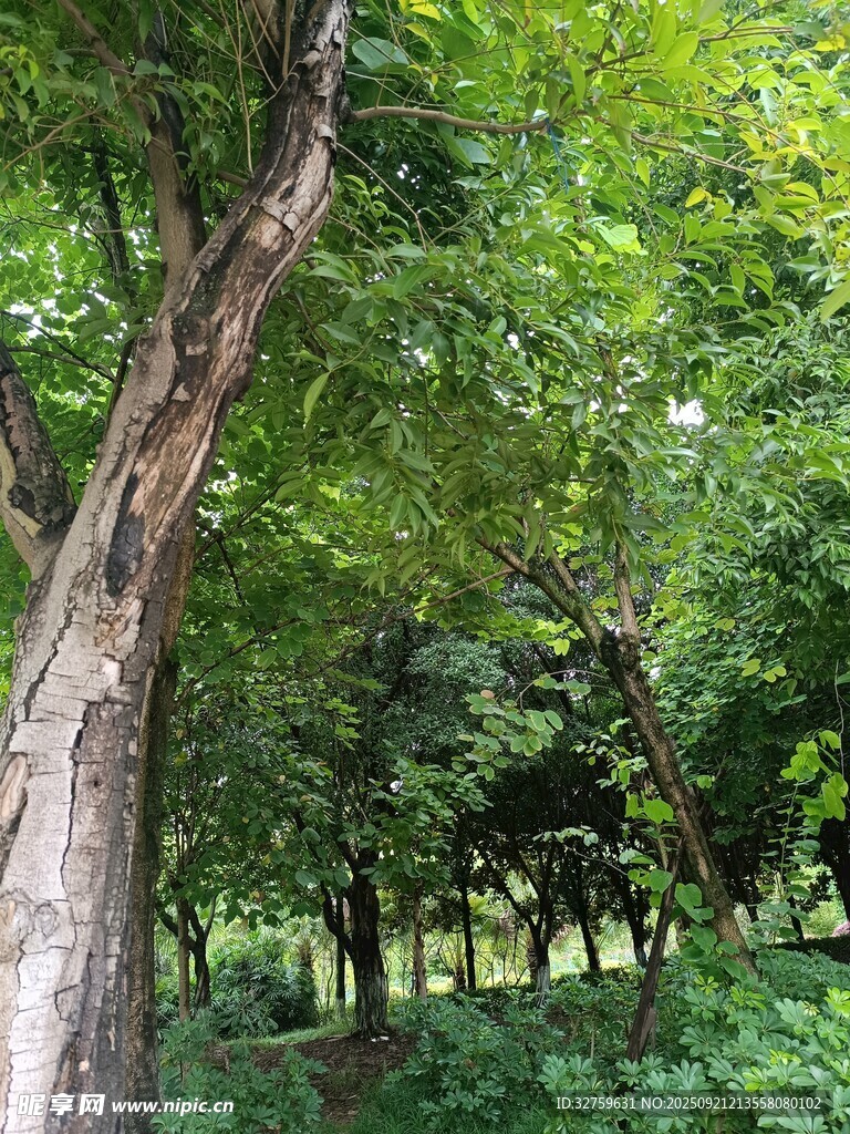 林間老樹(shù)