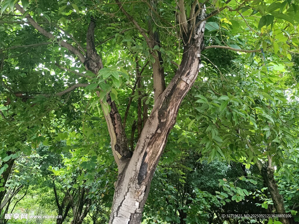 茂密樹林中的斑駁樹干