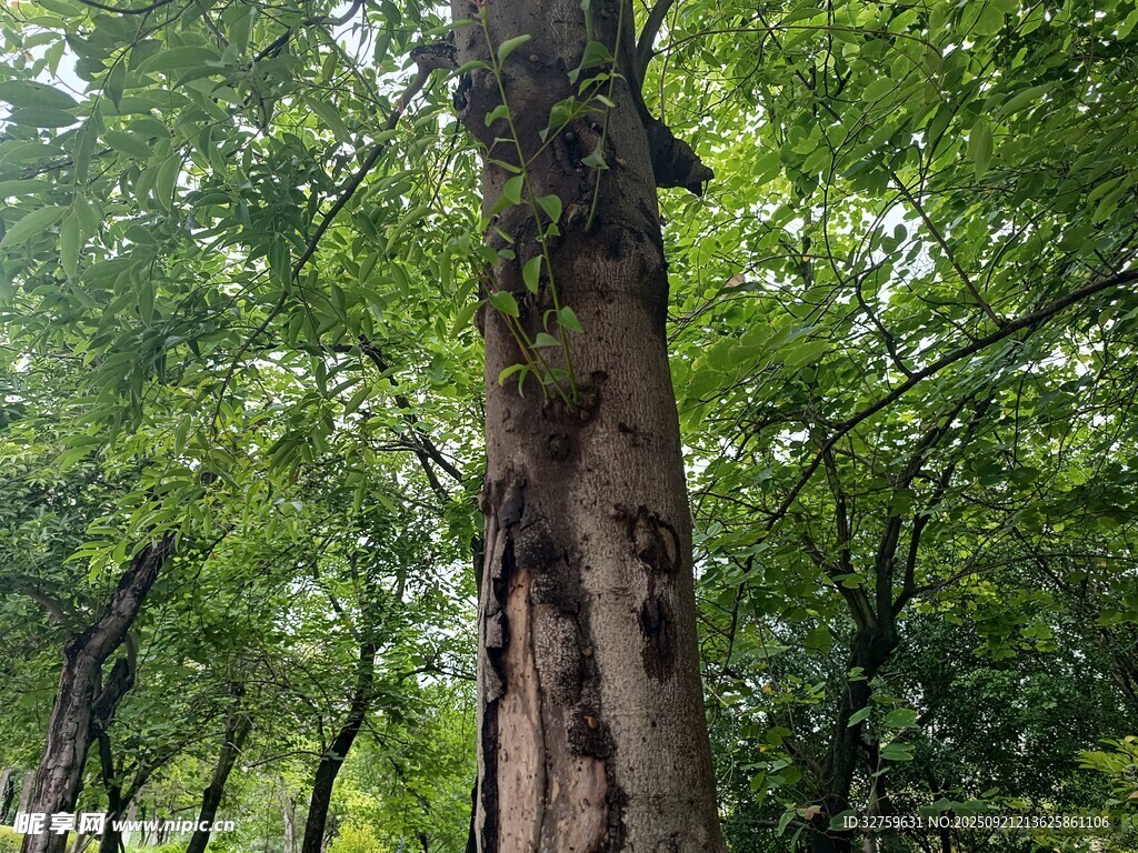 茂密樹林中的粗壯樹木