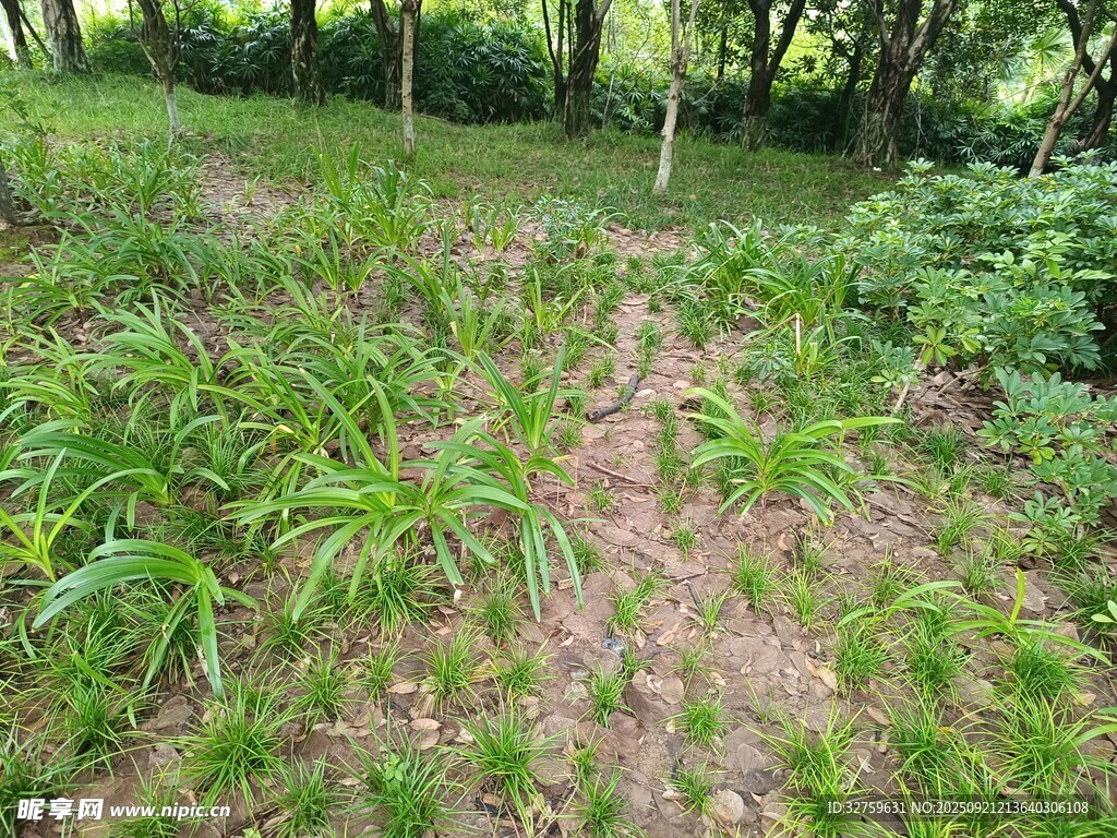 林間草地綠意盎然