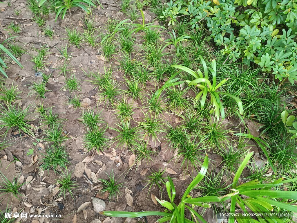 田間嫩綠植物生長景象