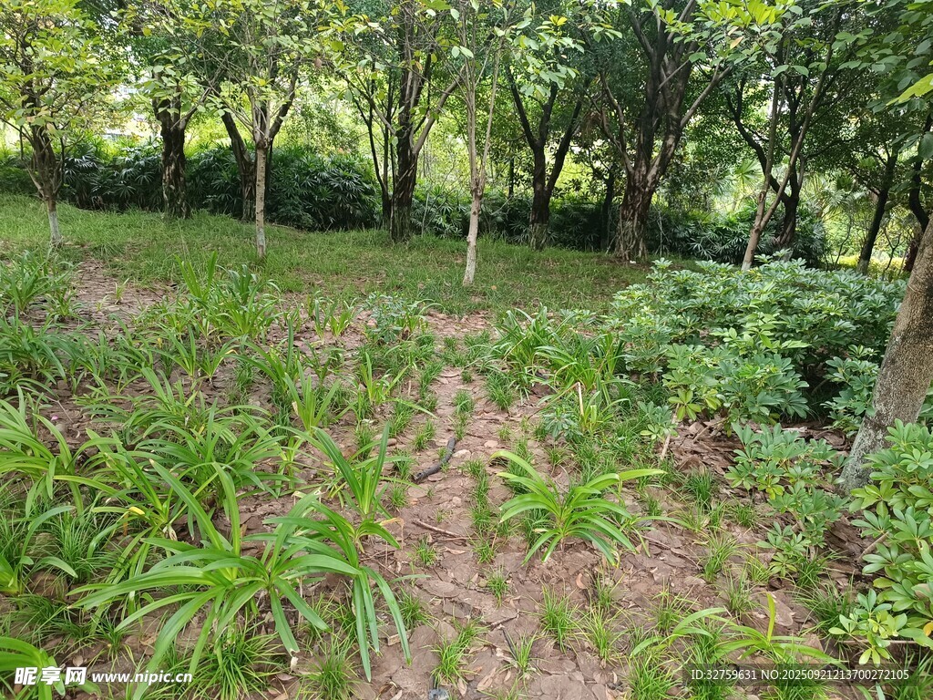 綠意盎然的林間植被景觀