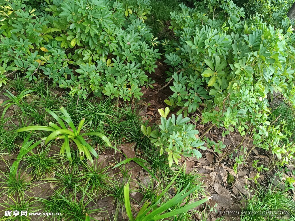 多樣綠植景觀