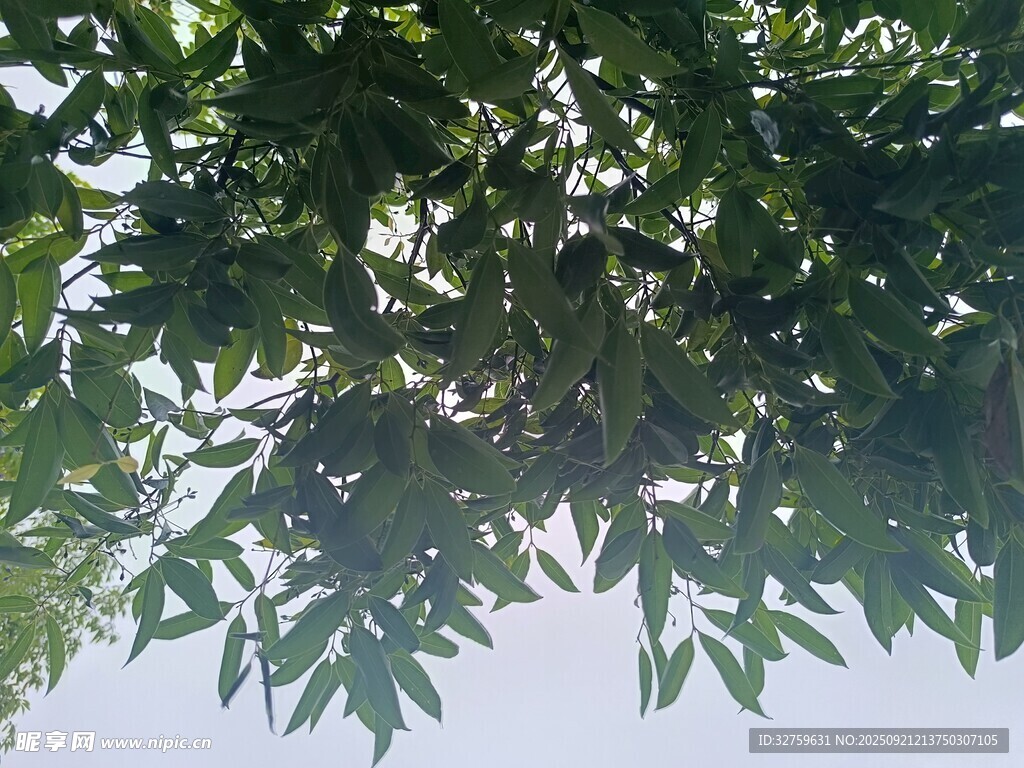 枝葉繁茂的樹冠