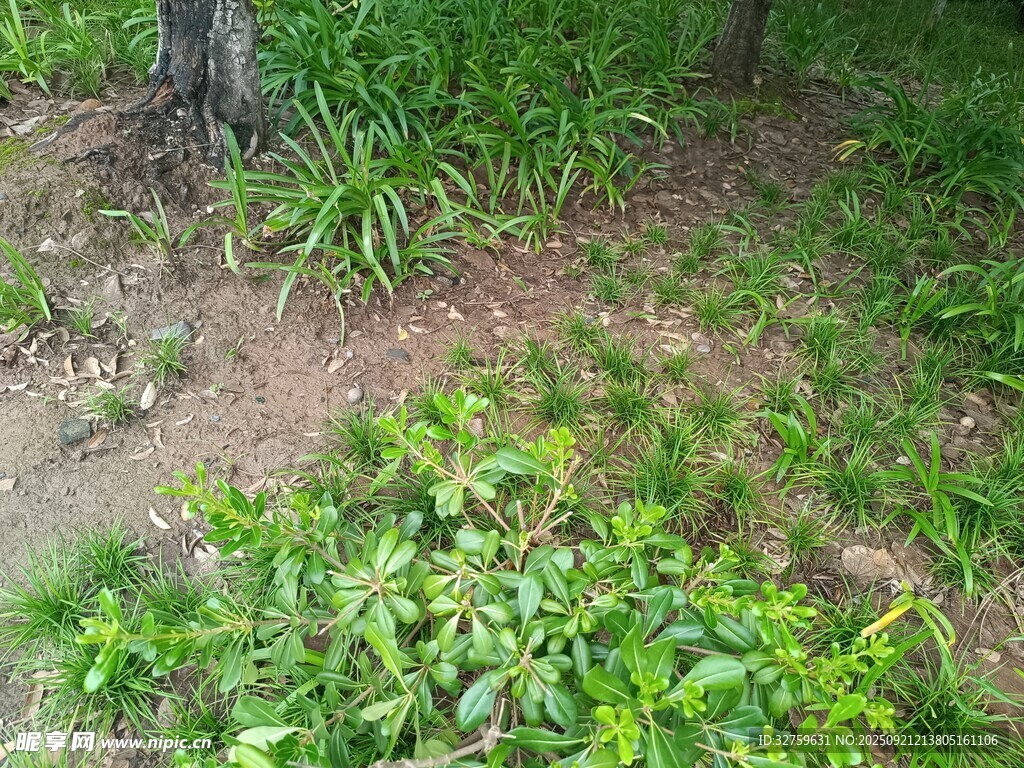 戶外草地綠植景象