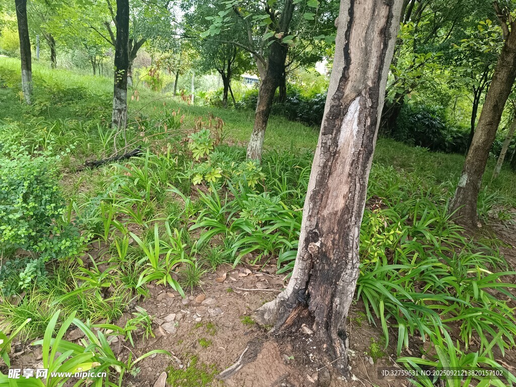 林間草木茂盛的自然景象