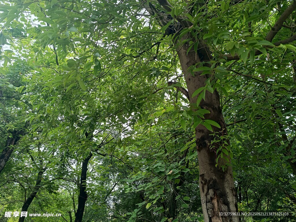 茂密樹(shù)林中的蔥郁樹(shù)冠