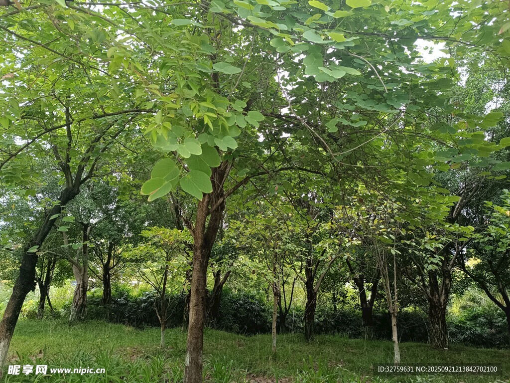 綠意盎然的樹林景觀