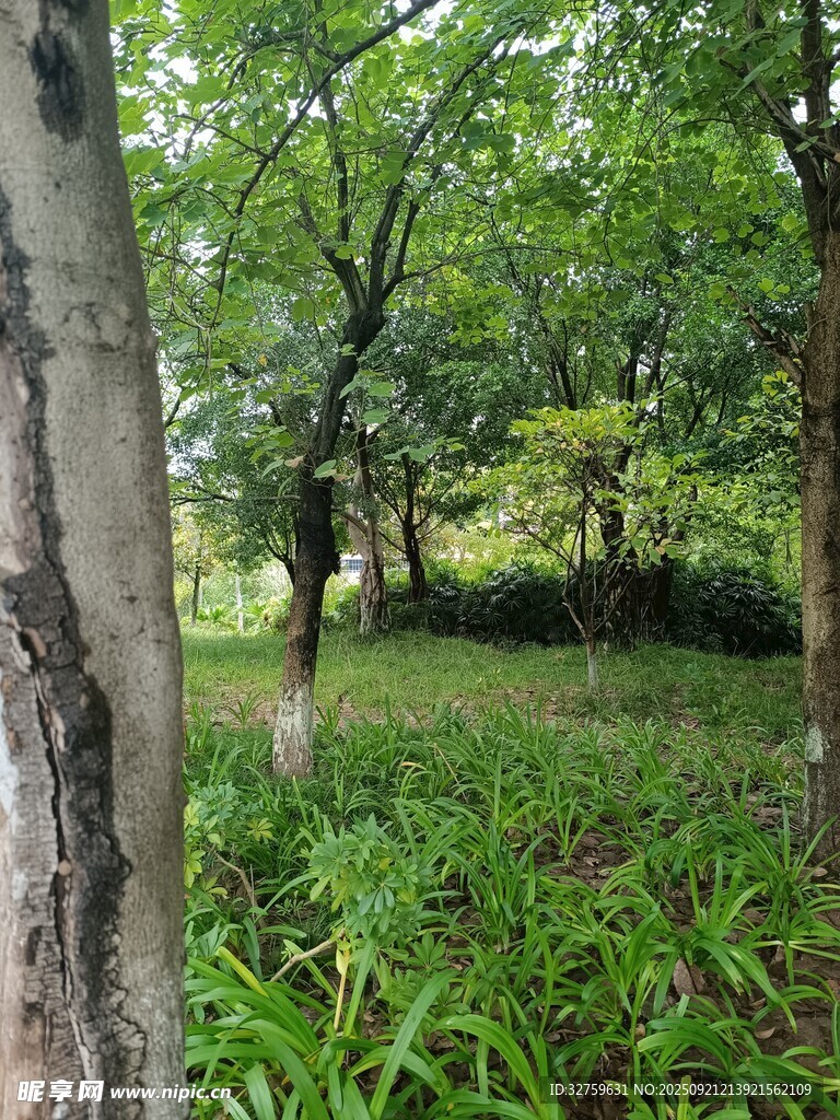 林間樹木與繁茂綠草景象