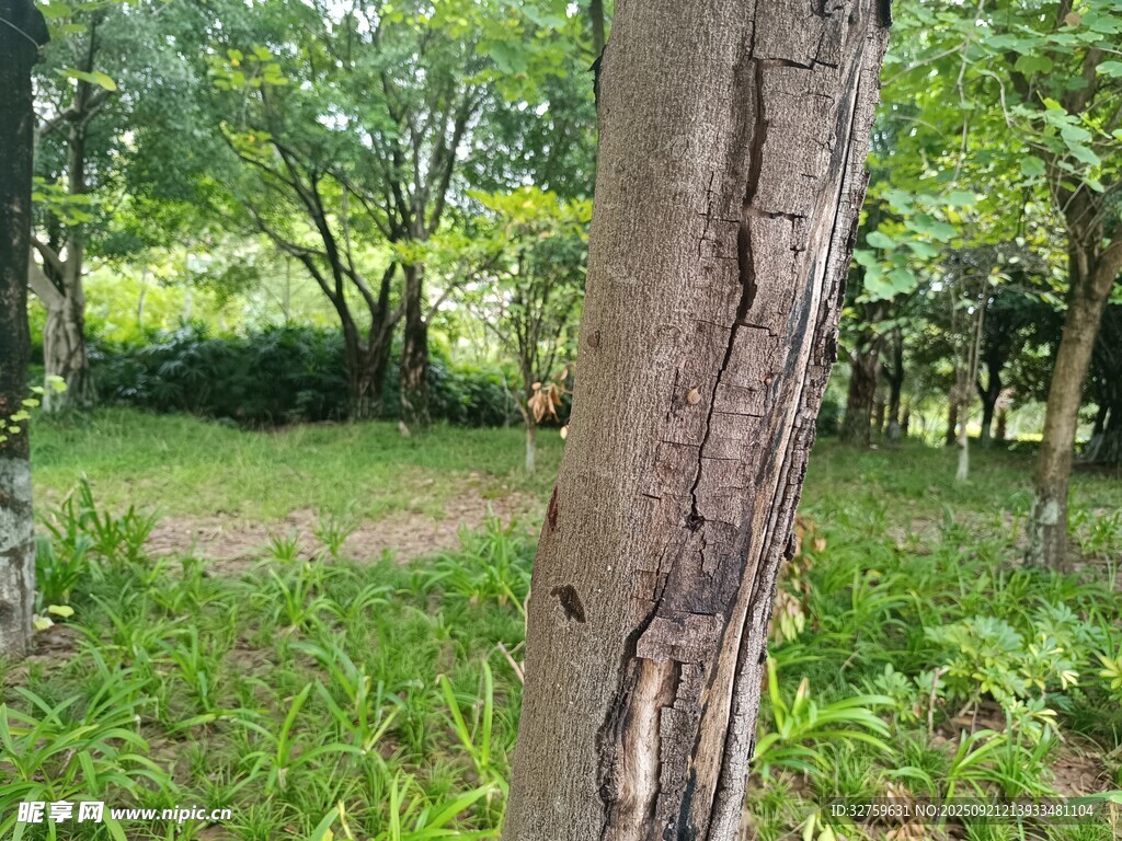 林間樹干