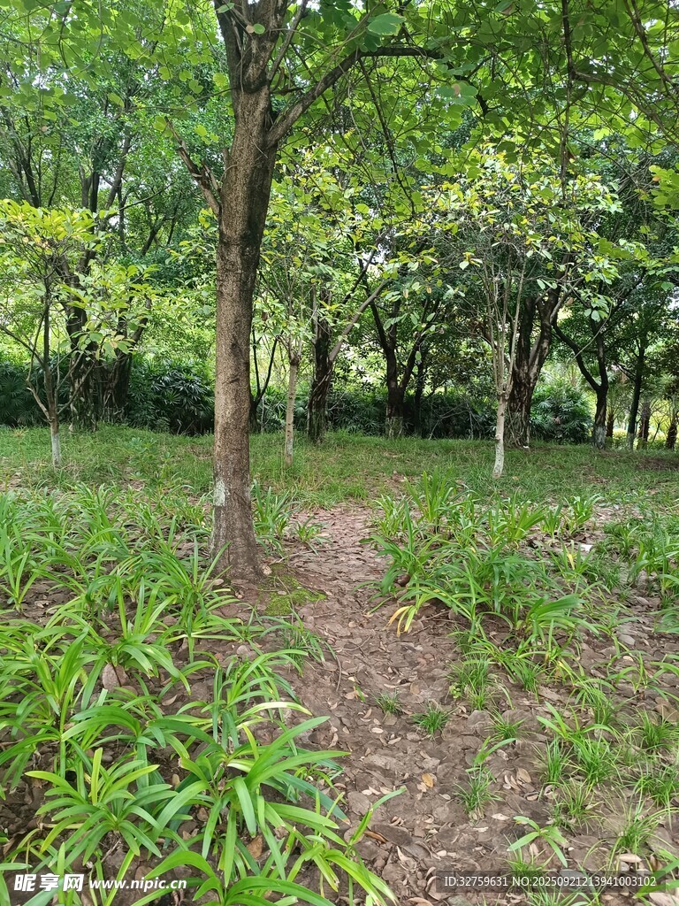 林間小徑