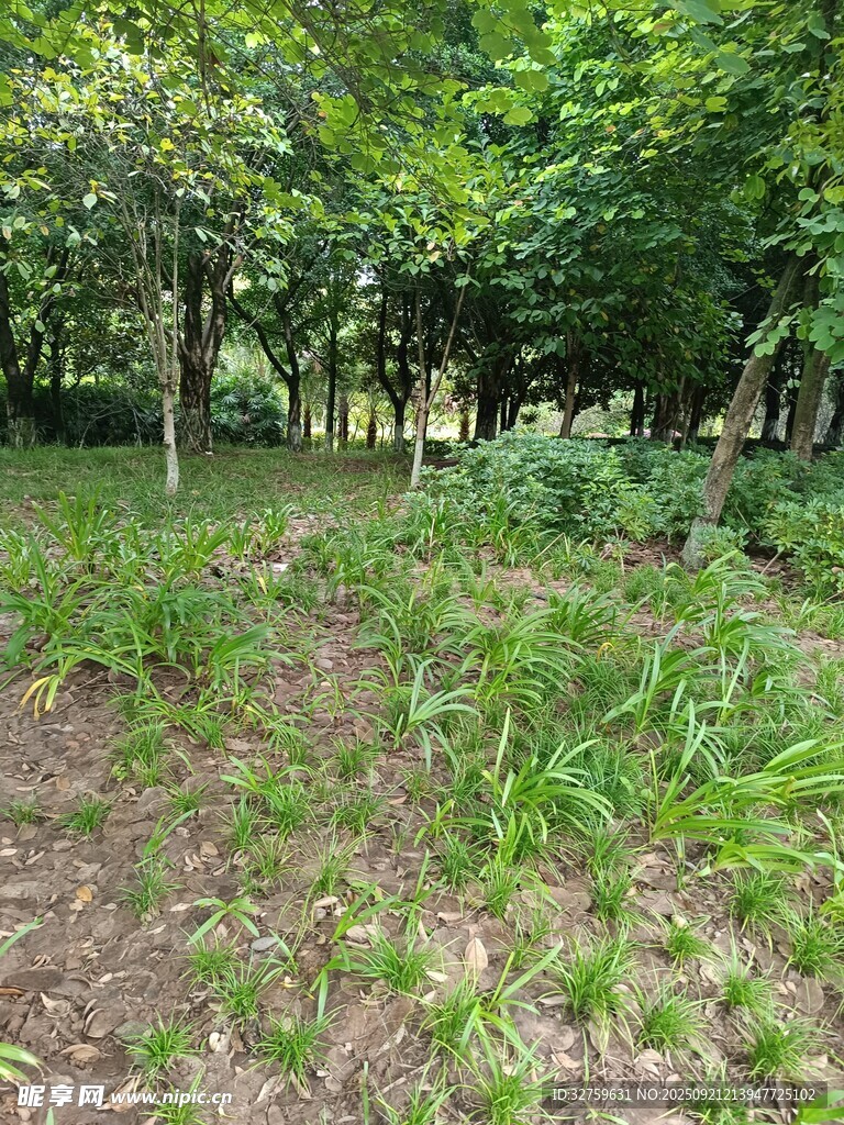 林間綠意盎然的自然景象