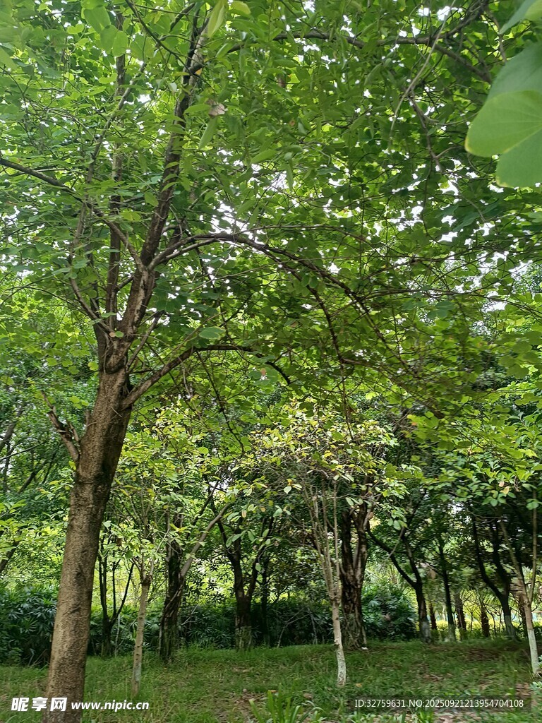 夏日林間綠意盎然