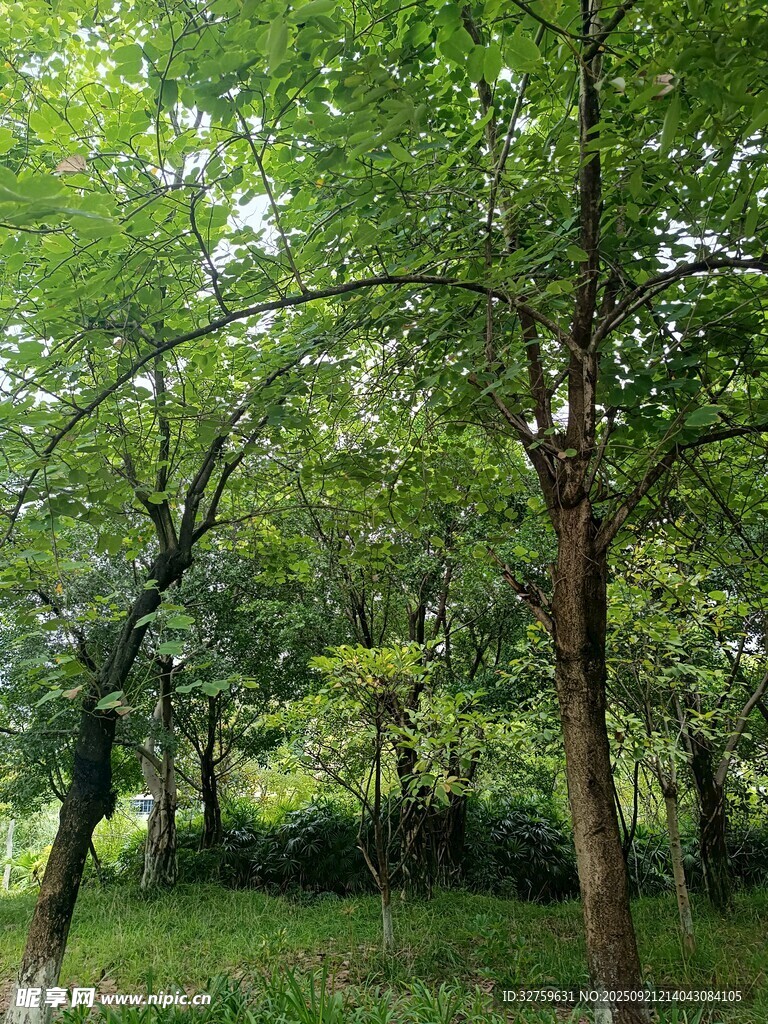 綠意盎然的森林景象