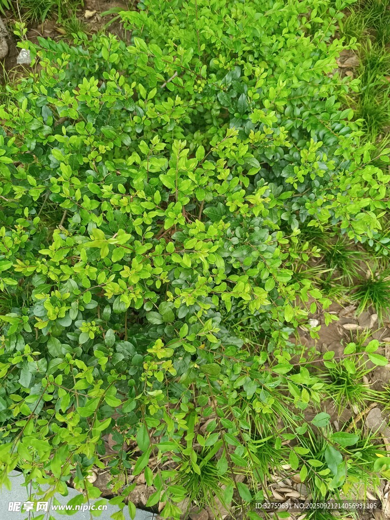 翠綠繁茂的低矮灌木叢