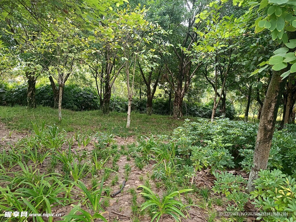 綠意盎然的林間草地