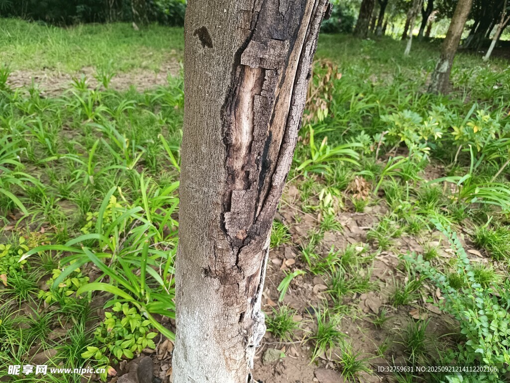 樹干上的破損痕跡