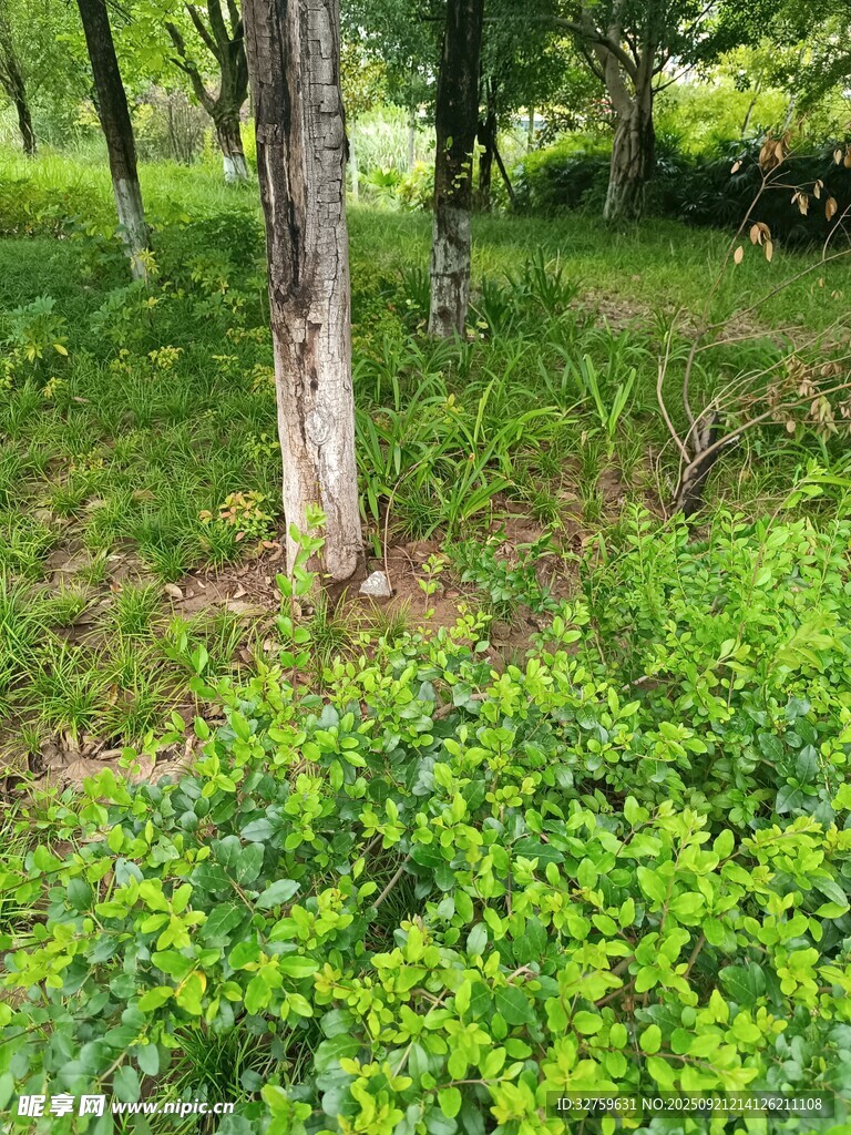 綠意盎然的林間植被景觀